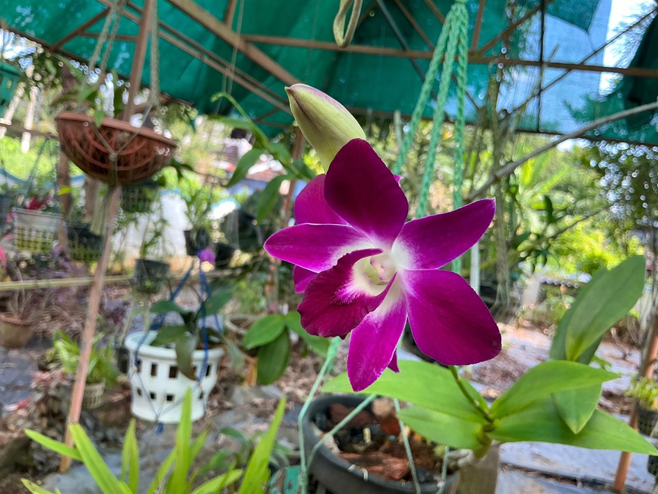 Paarse Dendrobium orchidee in close-up